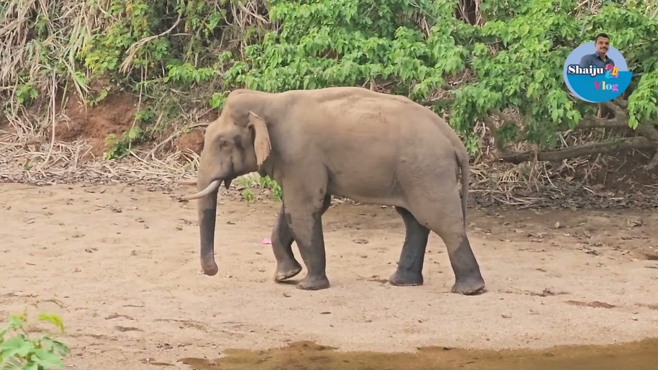 മദപ്പാടിലുള്ള കാട്ടാന ആറ്റിലൂടെ രണ്ട് കിലോമീറ്റർ നടന്നു.. / achankovil wildlife sanctuary 