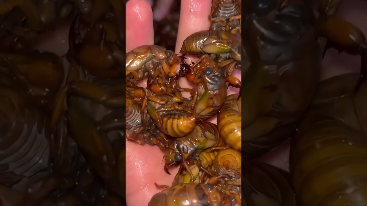 Cicada Harvesting: Discover How to Cook This Unique Dish!