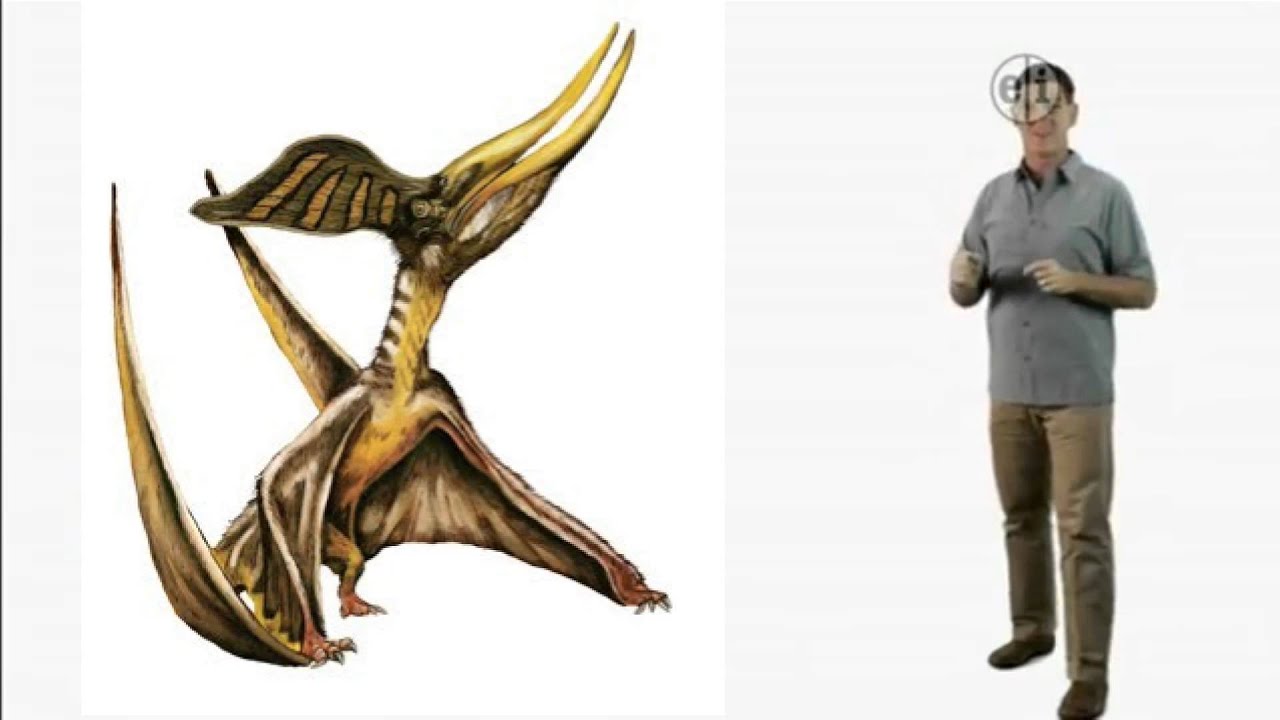 Dinosaur Discoveries Pterosaurs in General