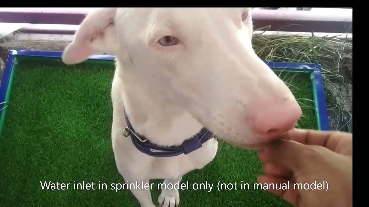 Pawspot pet toilet in India for dogs indoor, outdoor toilet with flush and drainage system