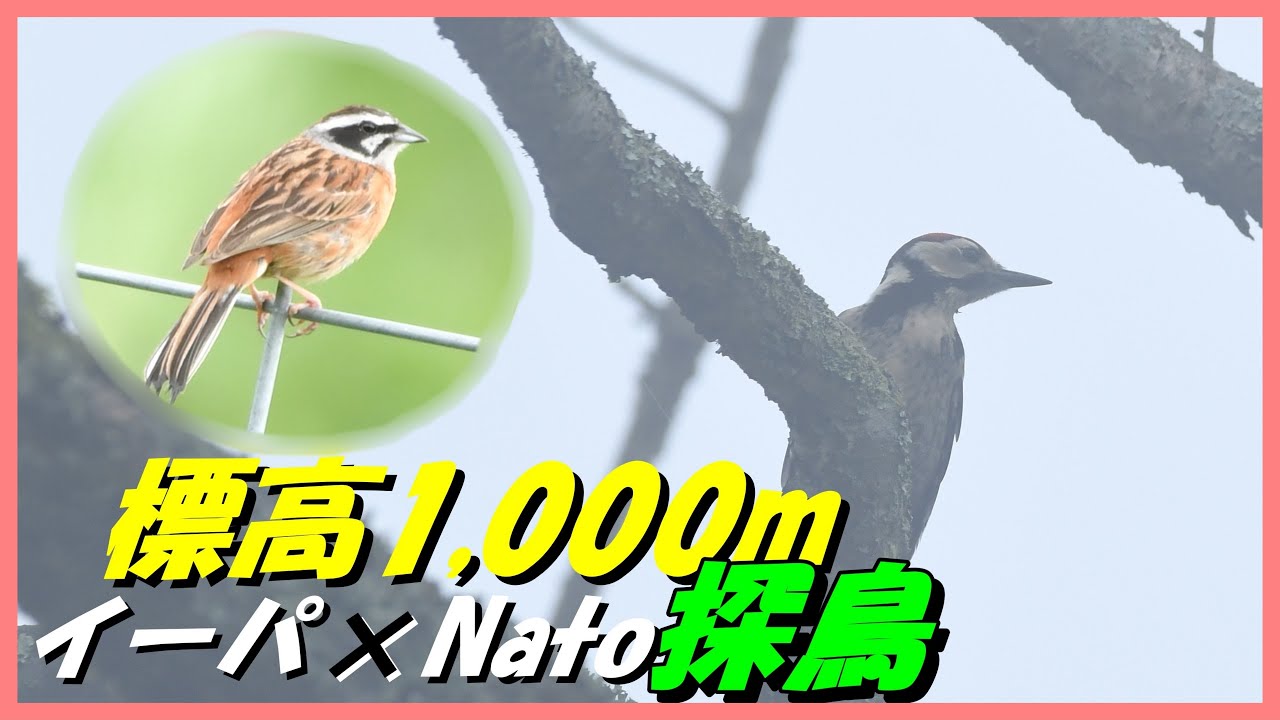 【野鳥観察】霧で野鳥もこちらが見えない??急接近するアカゲラが！