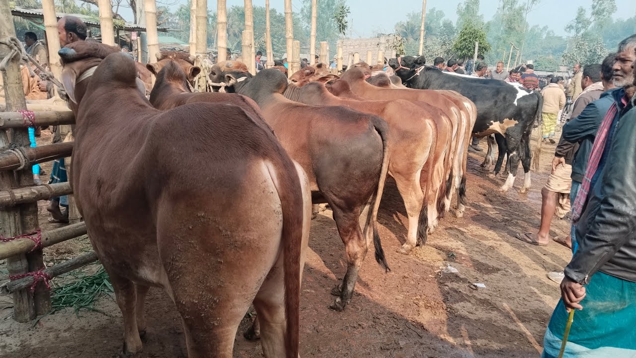 ১৯/১/২৬/শীতকালীন শাহীওয়াল ষাঁড় গরুর কুরবানীর টার্গেটে দাম জানুন#01773949974 