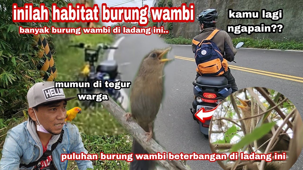 inilah tempat/habitat wambi lebih dari 10 ekor wambi ada di lokasi ini