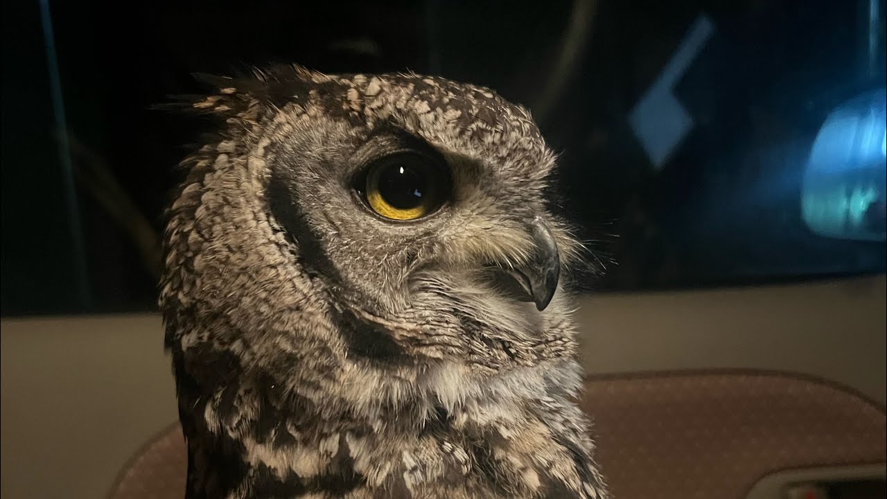 千姫ちゃん♀とおしゃべり♡ #owl #おしゃべり　#癒し 