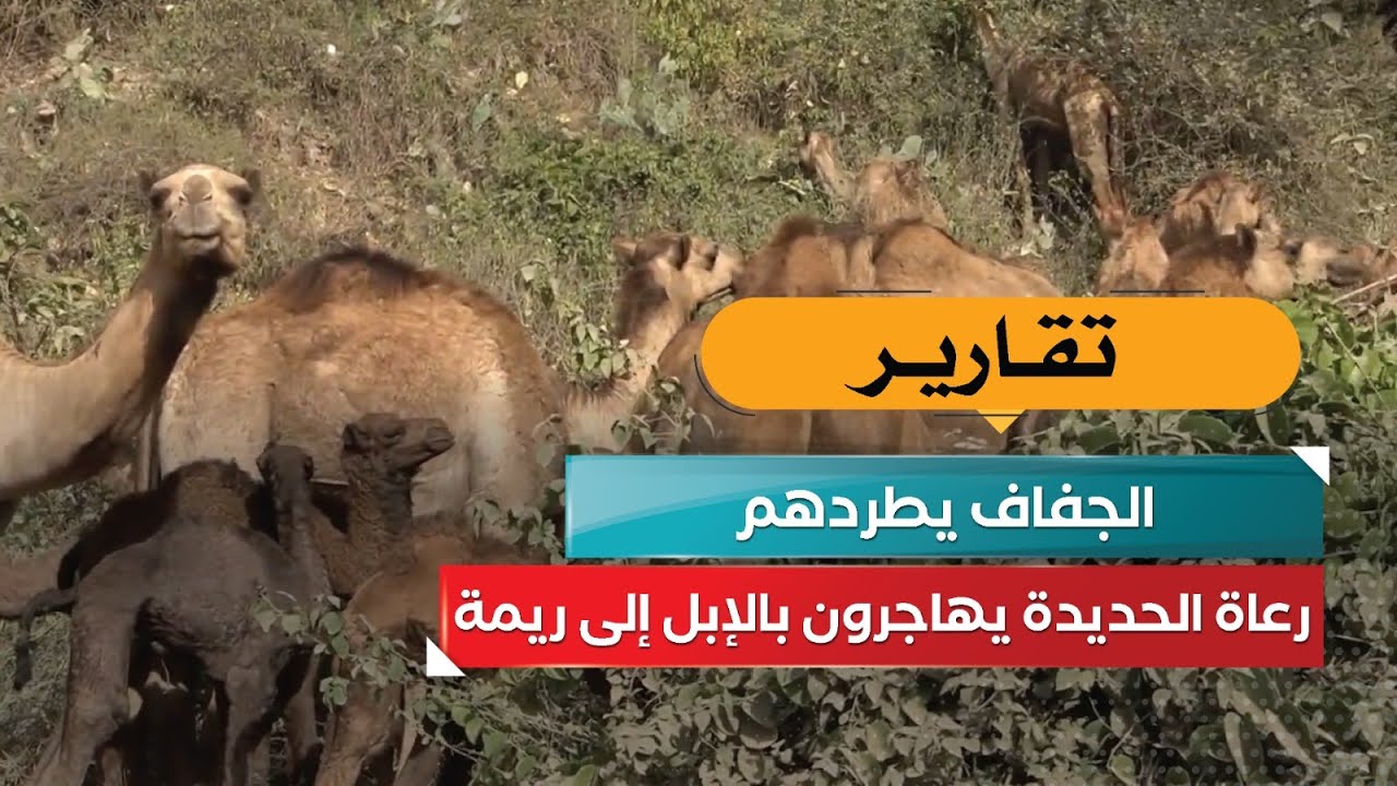 الجفاف يطردهم… رعاة الحديدة يهاجرون بالإبل إلى ريمة!