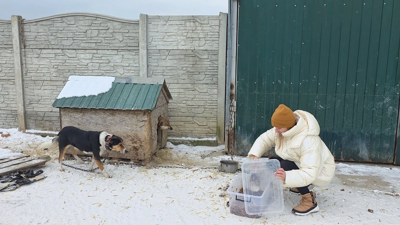 Chained Dogs in Winter Frost — They Were Waiting for Me