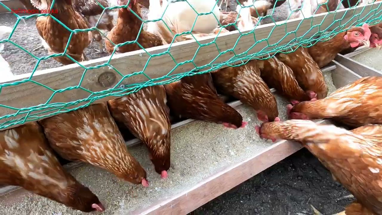 peternakan ayam di Hokkaido Jepang