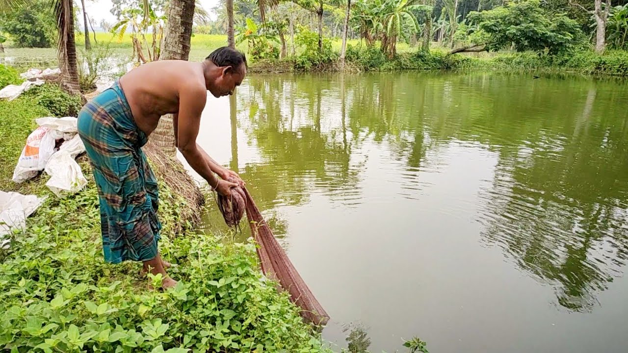 Traditional Net Fishing in Village Pond and Catching Big Fish | Best Net Cast Fishing Video