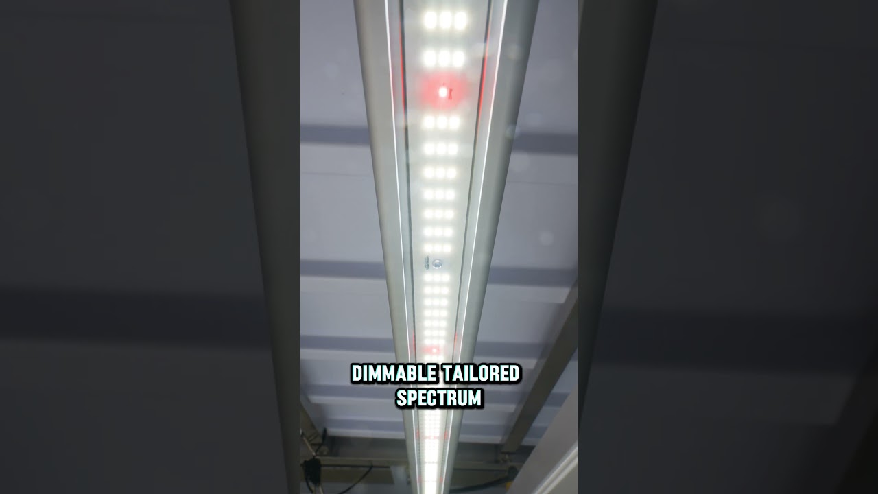 New LED grow lights for hydroponic horticulture growers! #hydro #ledgrowlight