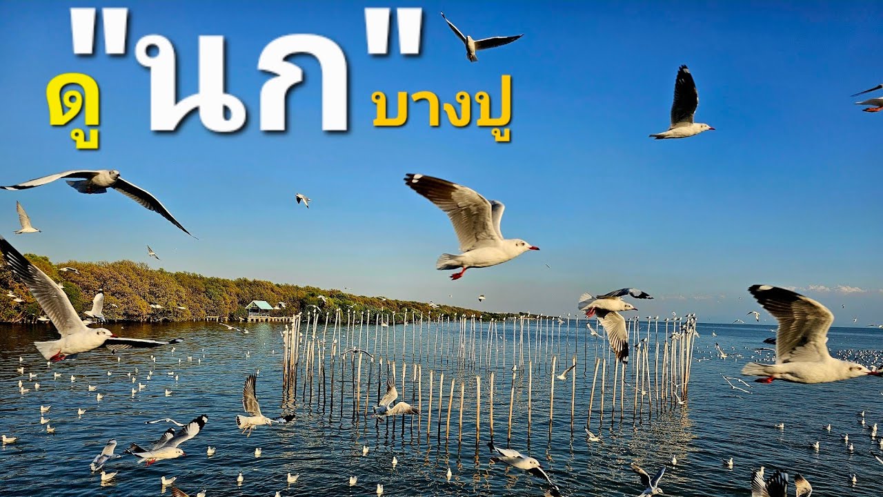 ดู นก บางปู  สถานตากอากาศ สมุทรปราการ