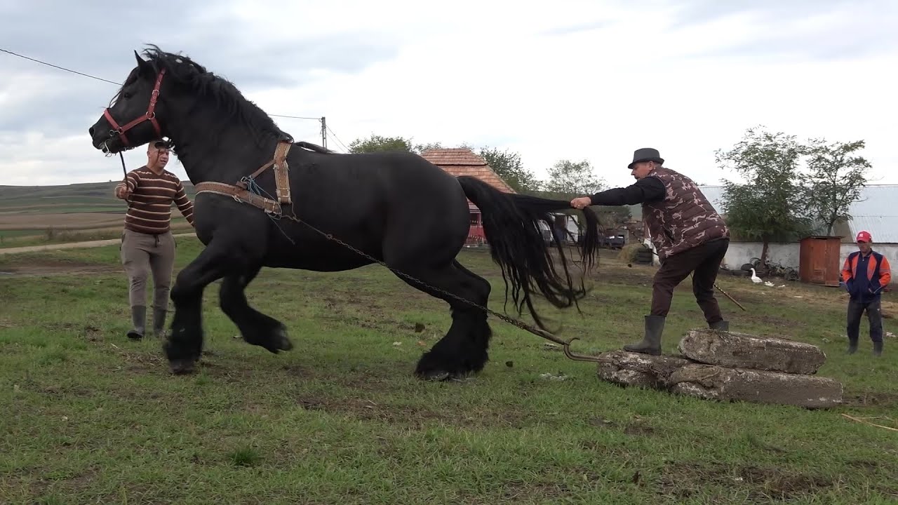 Armasarul lui Pancica de la Sarmasu, Mures - La potcovit - 2020