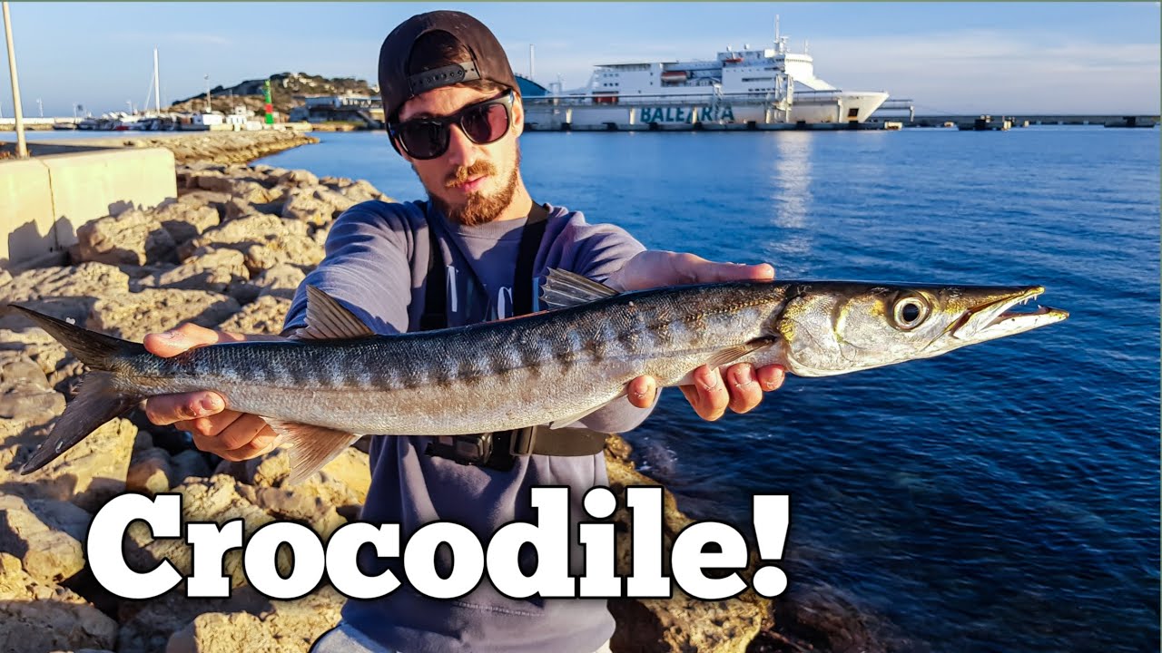 Como PESCAR BARRACUDAS PORTUARIAS a SPINNING | VideoBlog #7