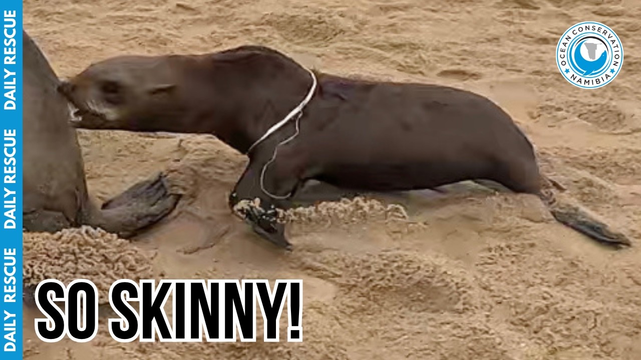 Tight Packing Strap Slicing Deep Into Seal Pup
