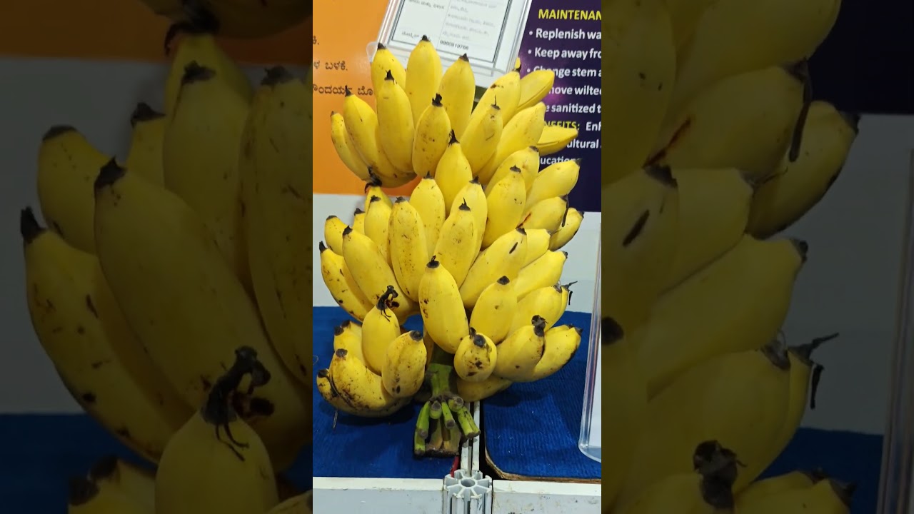 #shorts #viralshorts #bangalorediaries