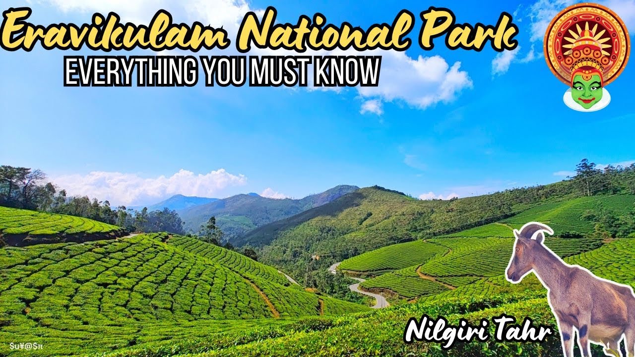 Eravikulam National Park Vlog | Nilgiri Tahr Sightings & Essential Tips for Your Visit!