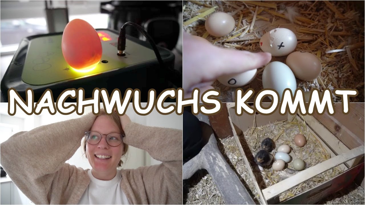 KÜKEN SCHLÜPFEN! | Kunst und Naturbrut | Familienvlog