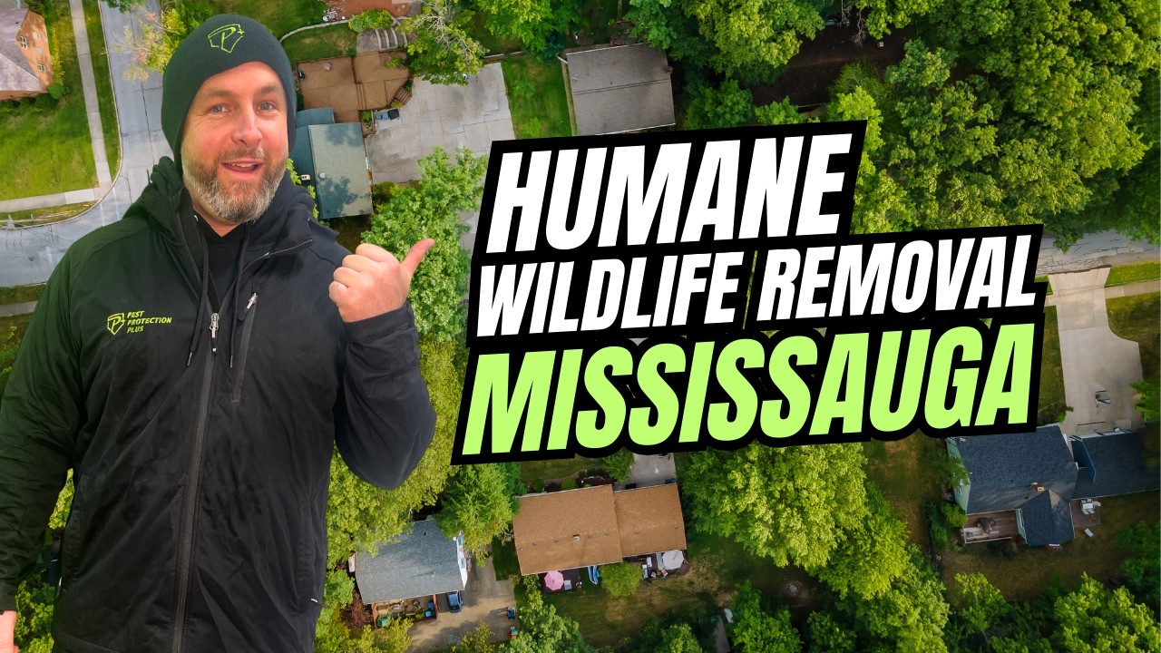 Mississauga Humane Wildlife Removal in  by Pest Protection Plus!