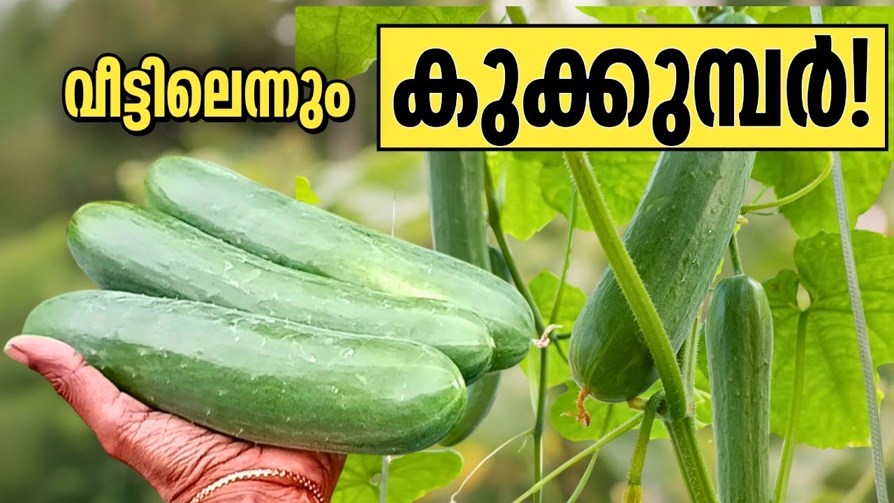  3 കുക്കുമ്പർ ചെടികൾ മതി ഒരു family യ്ക്ക് | Grow Salad Cucumber at home 