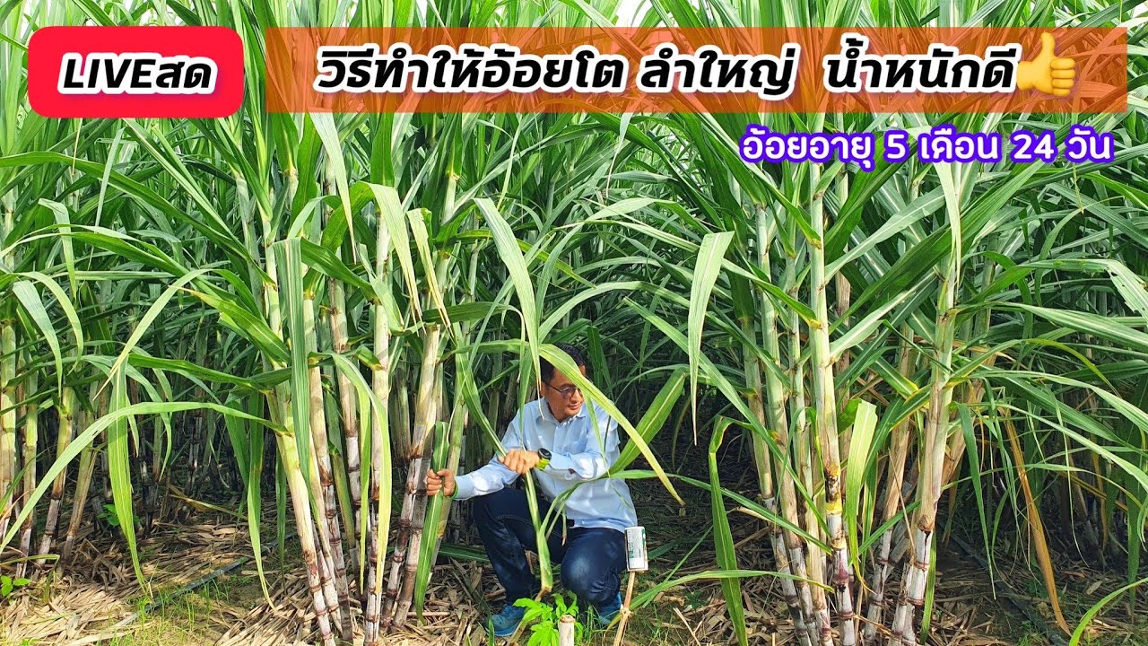 🔴LIVEสด! วิธีทำให้อ้อยโตลำใหญ่น้ำหนักดี! อ้อย 5 เดือน24วัน ปลูกมัน2ไร่100ตัน ผู้จัดการมัน