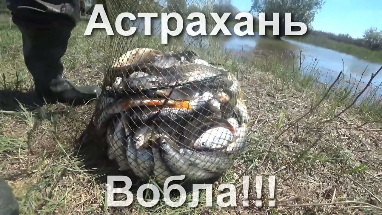 Астраханская ловля воблы! Часть 1