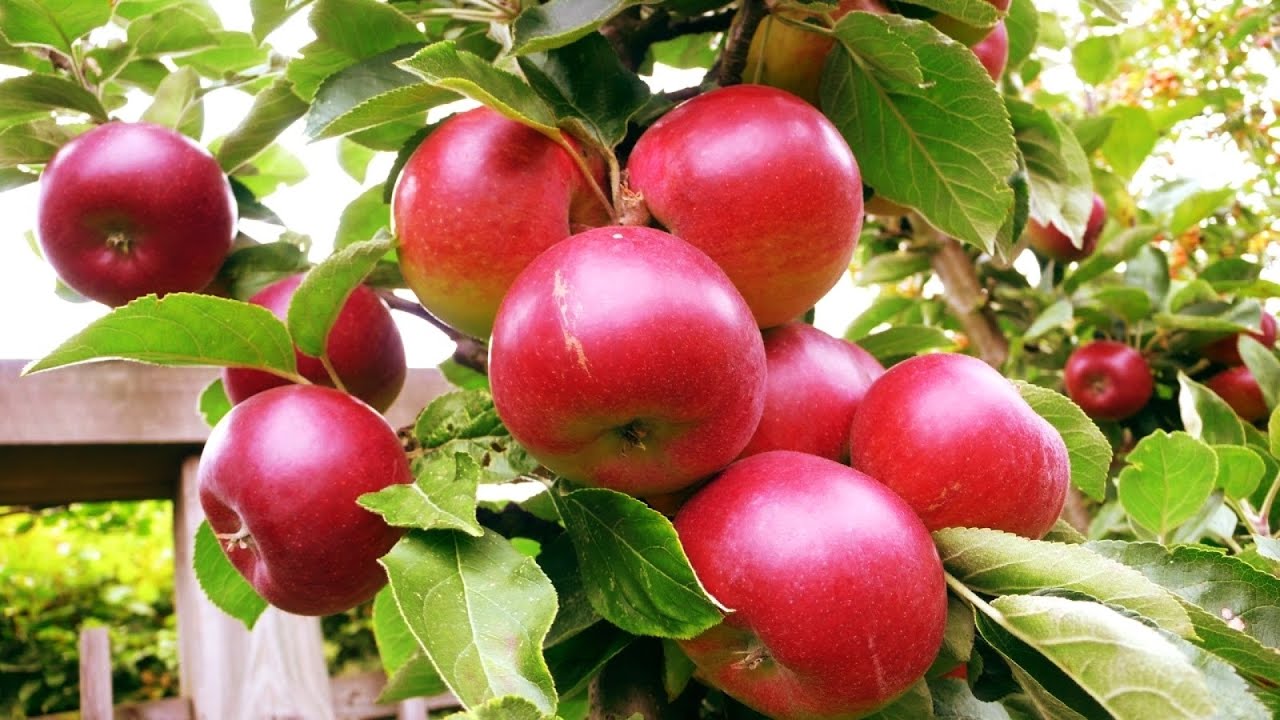 👉 COMO PODAR MACIEIRA Para PRODUZIR MAIS RÁPIDO!!🍎🍎  #Pomar #frutiferas #podas #Manejo 🌳🍎😋