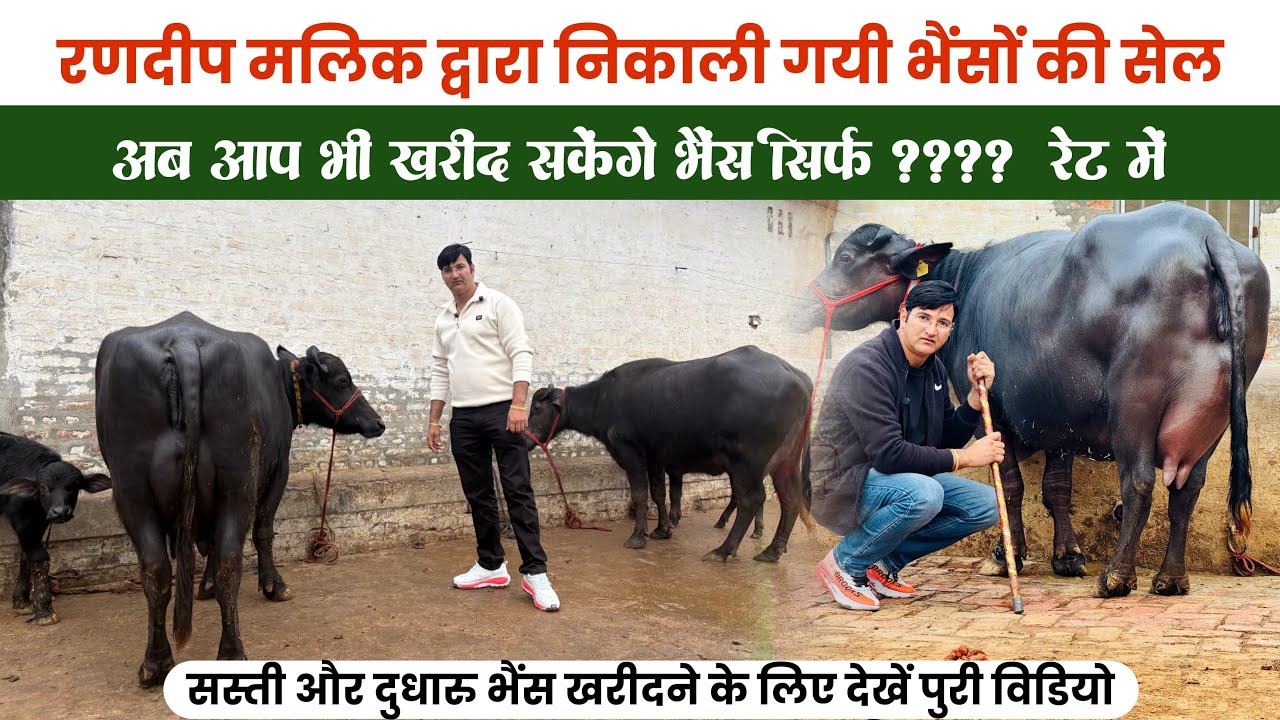 रणदीप मलिक द्वारा निकाली गयी भैंसो की सेल सिर्फ़ 1 लाख 38 हज़ार मे || Randeep Malik Dairy Farm Jind 