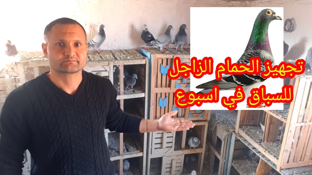 مكسب وشهادات في سباق الزاجل