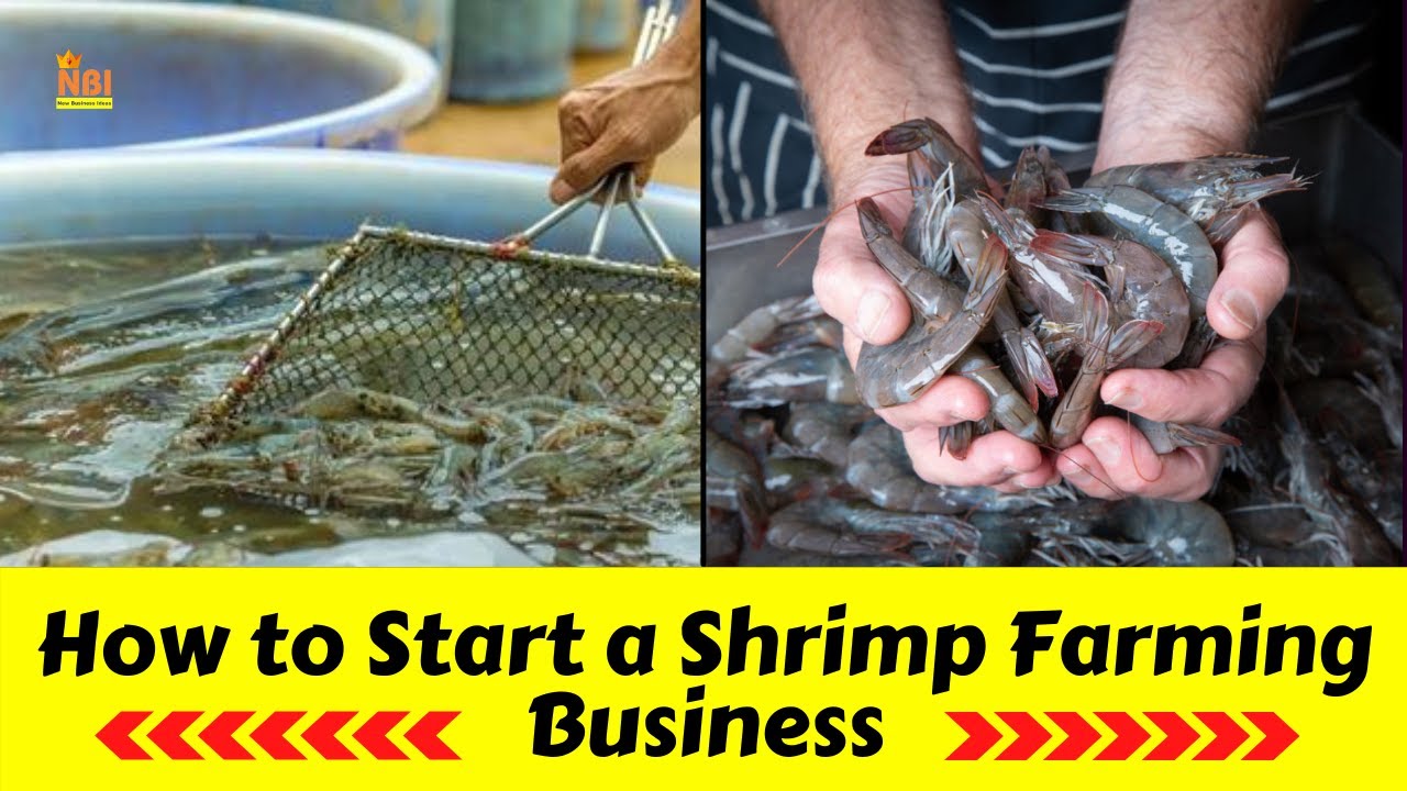 How to Start a Shrimp Farming Business || Best Farming Business Ideas