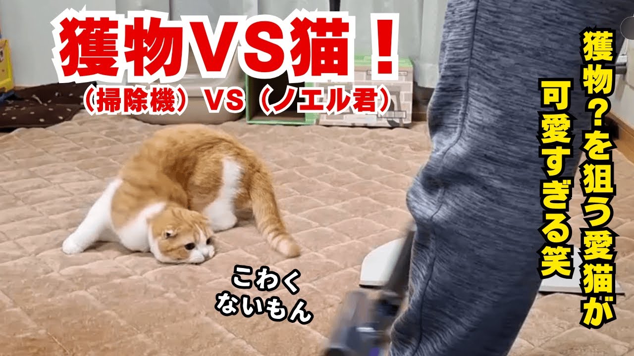 獲物(掃除機)VS猫(ノエル君)！絶対に負けられない戦いがここにあるｗ