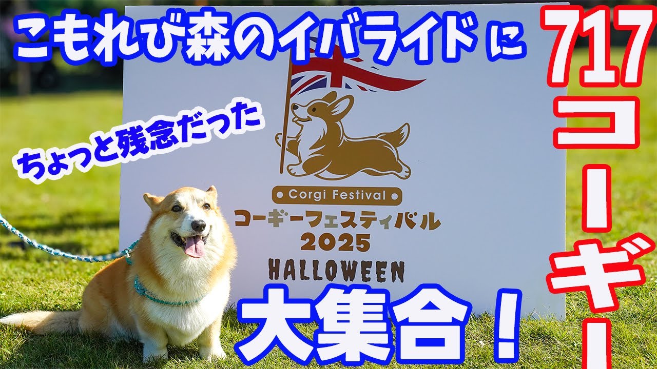 【コーギーフェスティバル2025HALLOWEEN】717頭集合！イバライドで行われたコーギーフェスが、ほたて的に残念だった・・・