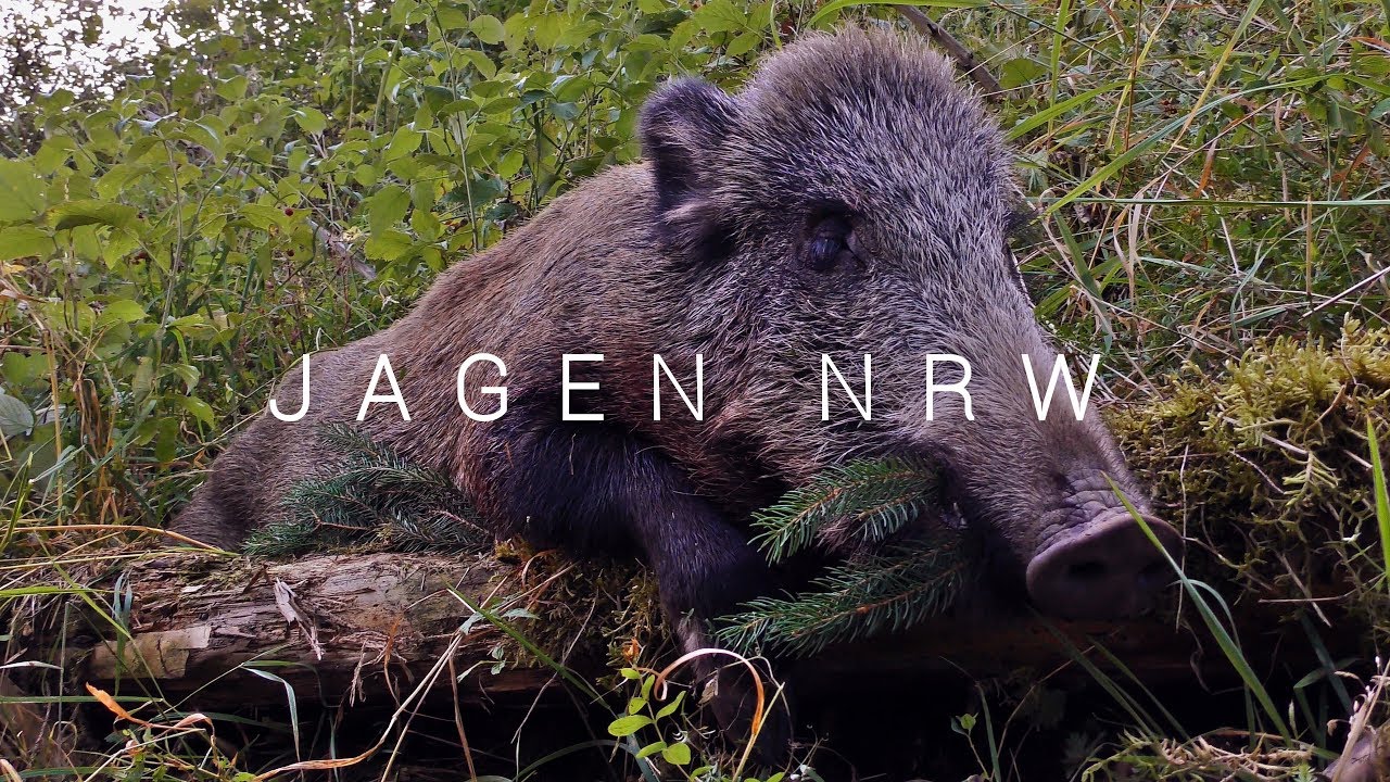 Schwein gehabt! - jagenNRW im Huntingroom ... oder die Katze vorm Aquarium - jagenNRW story #6