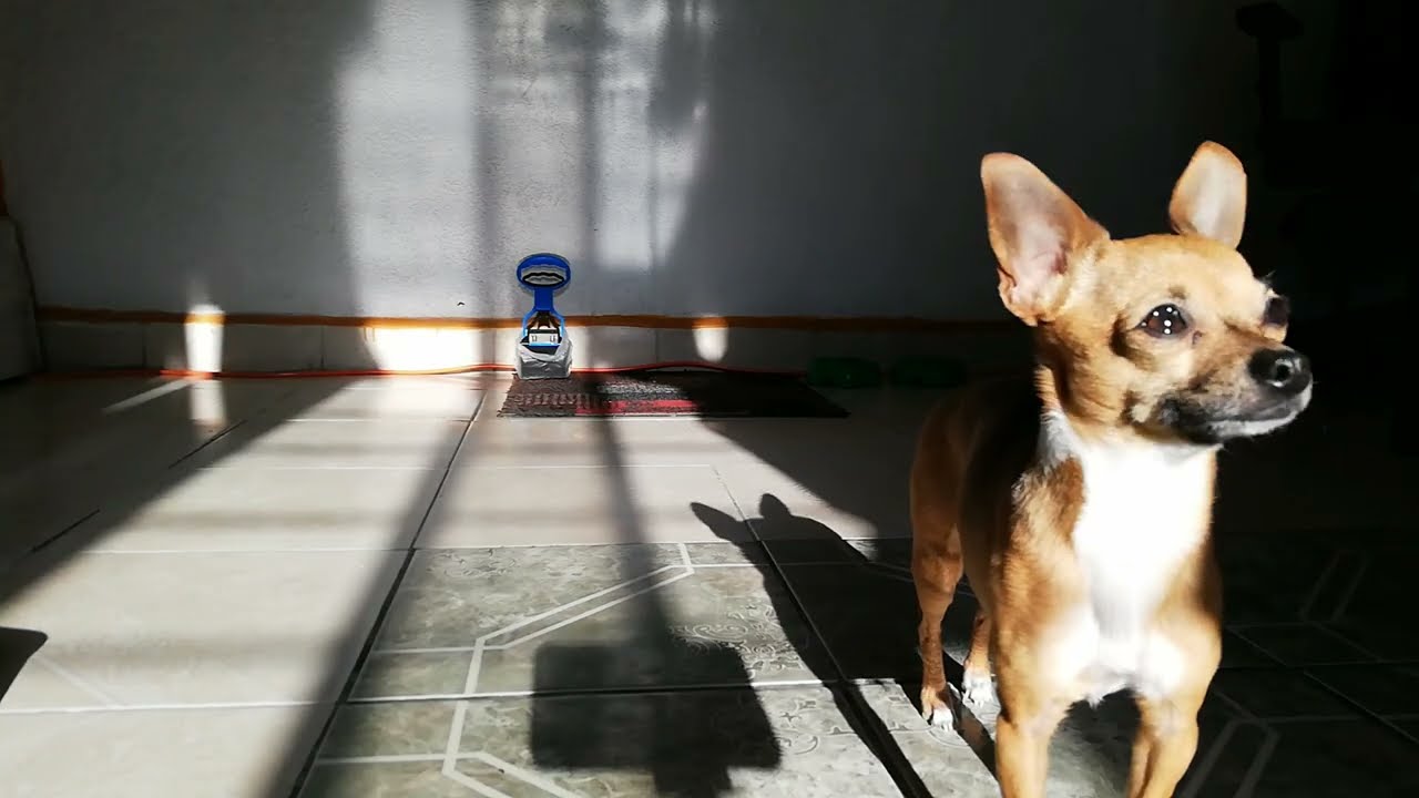 ¿Cómo y en donde acariciar a un perro chihuahua? | Cabeza de venado