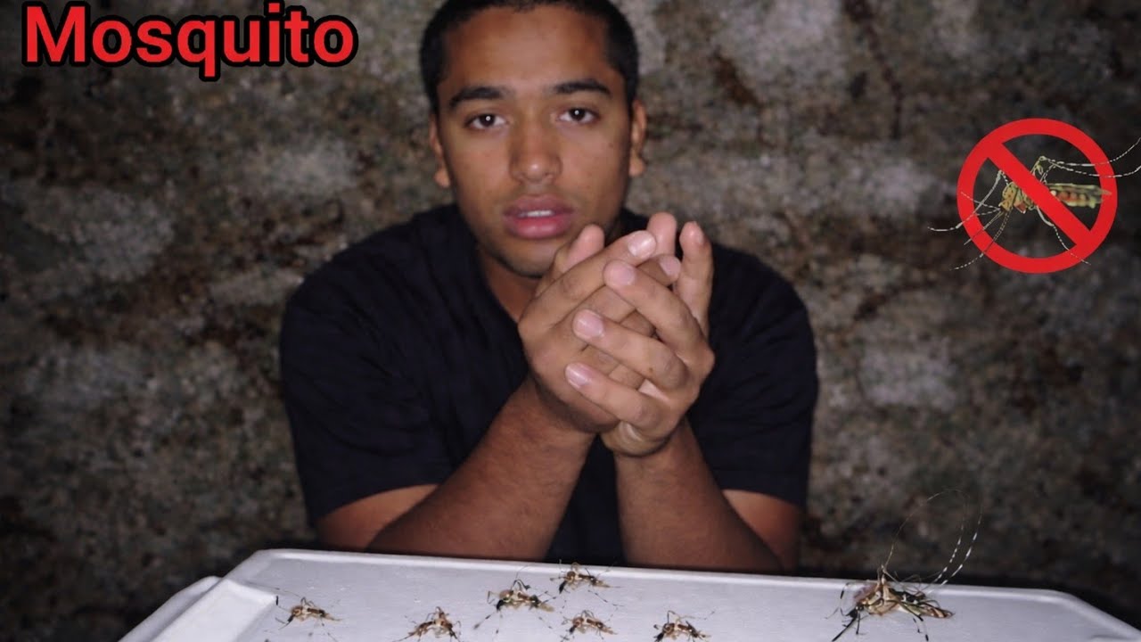 How many mosquito can I down 👇