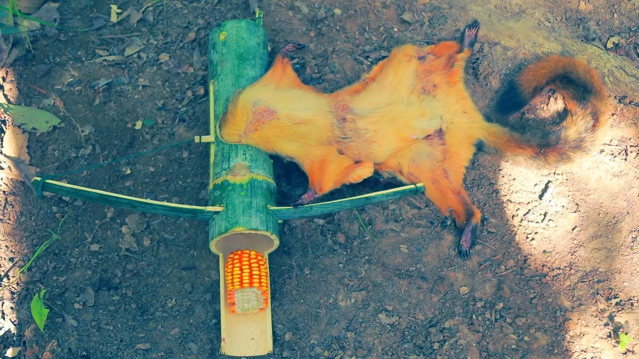 create bamboo trap hunting flying squirrel in the forest