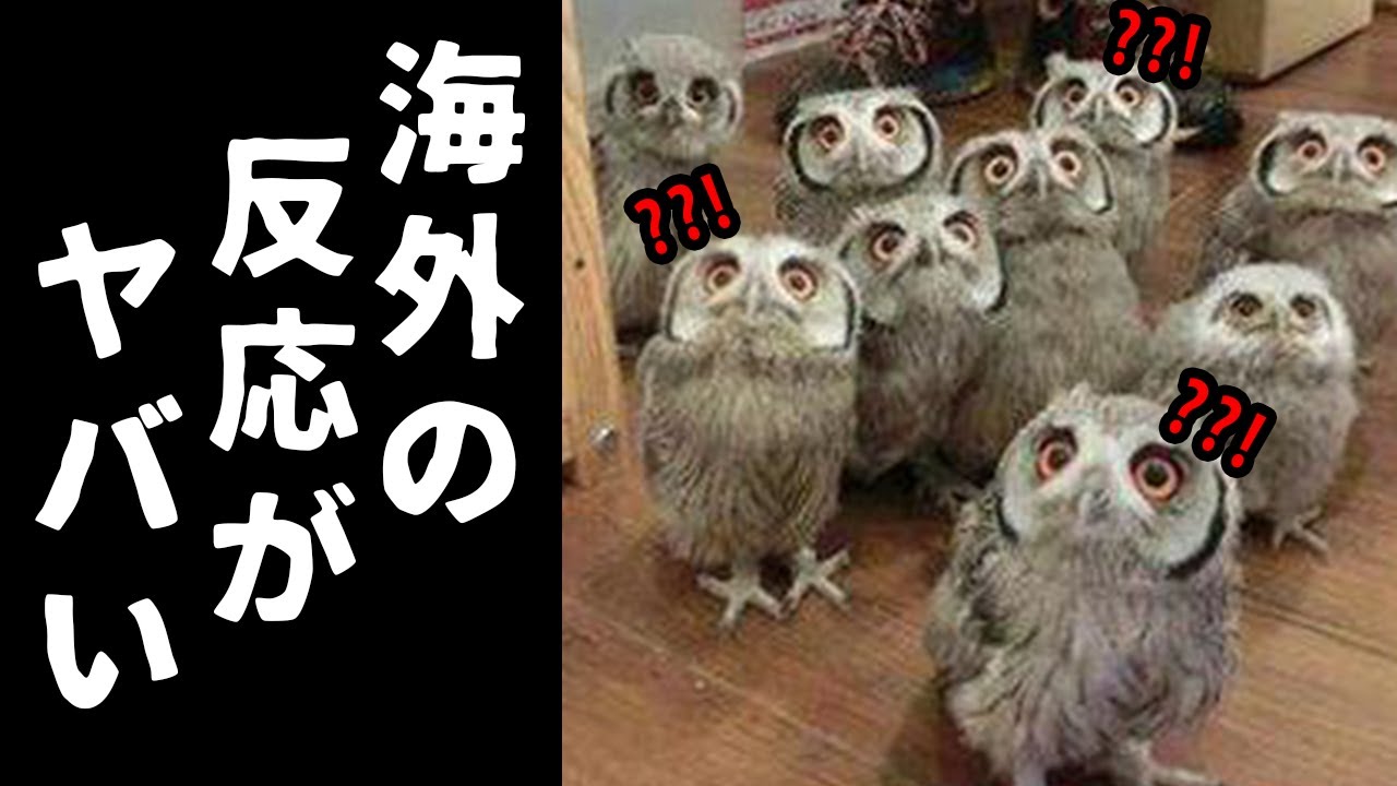 【ゆっくり解説】日本のフクロウが人気急上昇中！？　可愛すぎる生態や人気種などを解説！【海外の反応】