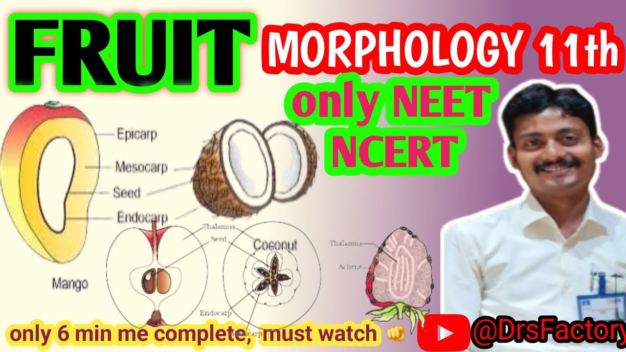 !!FRUIT!! MORPHOLOGY OF FLOWERING PLANT!! NEET NCERT BIOLOGY!! 6 min only. 