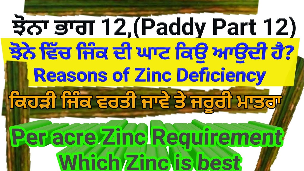 Zinc deficiency and dose in Paddy Crop,  (ਝੋਨੇ ਜਿੰਕ ਕਿਹੜੀ, ਕਿੰਨੀ ਅਤੇ ਕਦੋ)Paddy Part 12 by Sher Gill