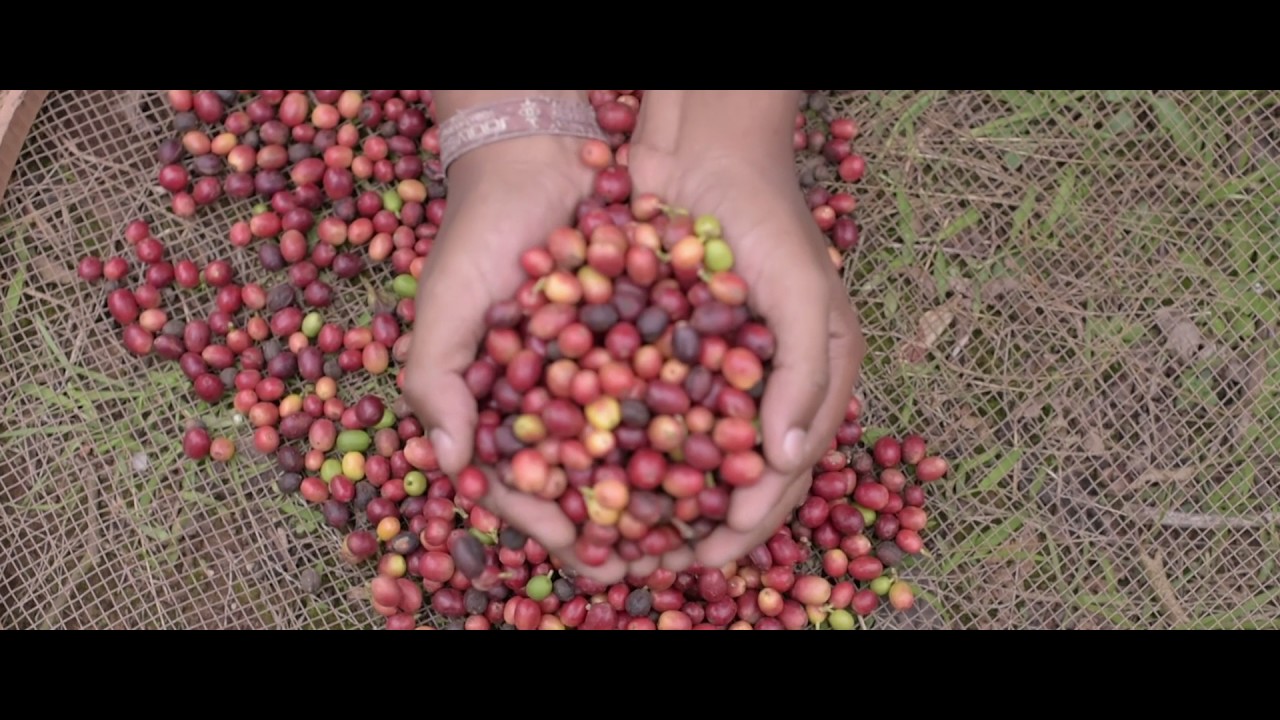 CarmoCoffees Harvest 2017-2018