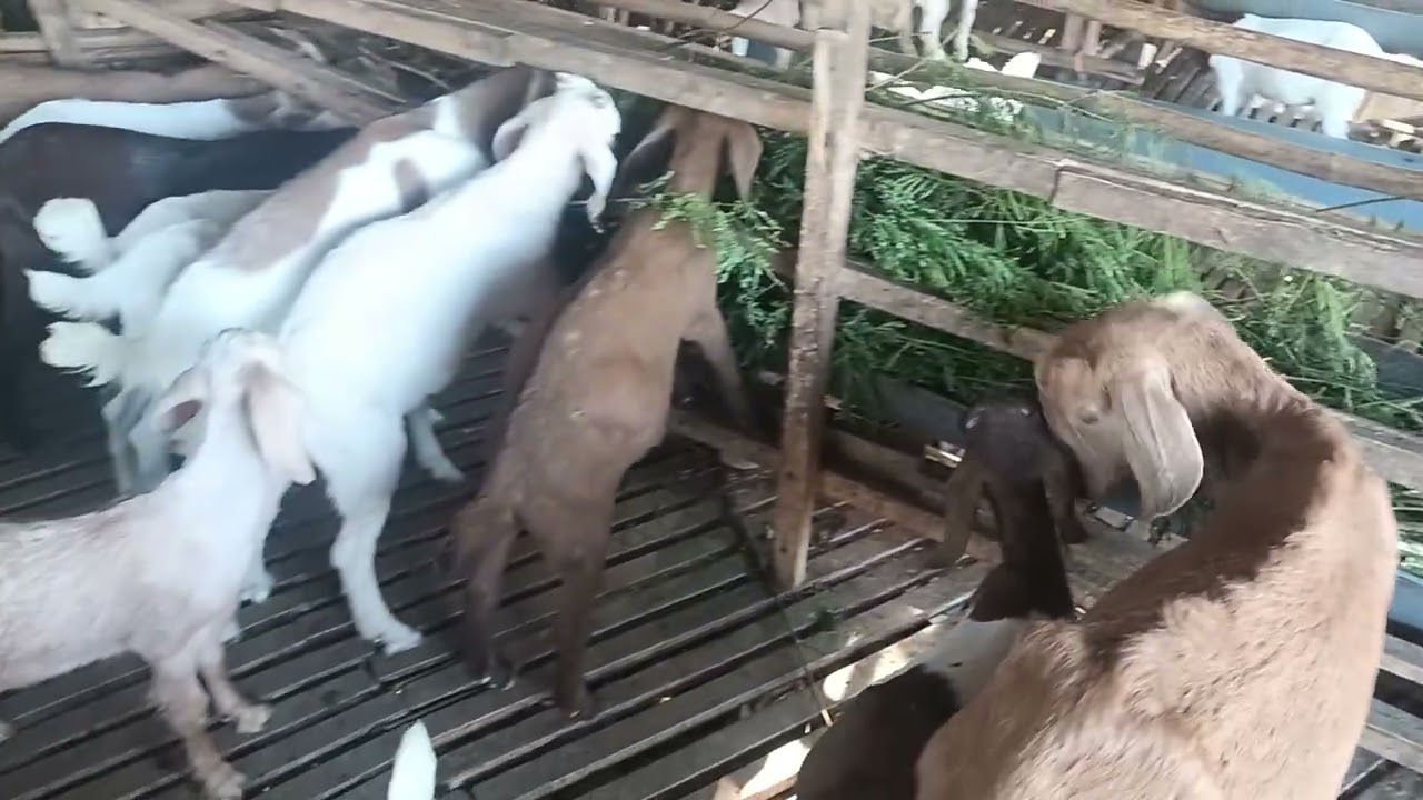 Hôm nay dê đẻ trong chuồng không biết - Ù sáng nuôi dê