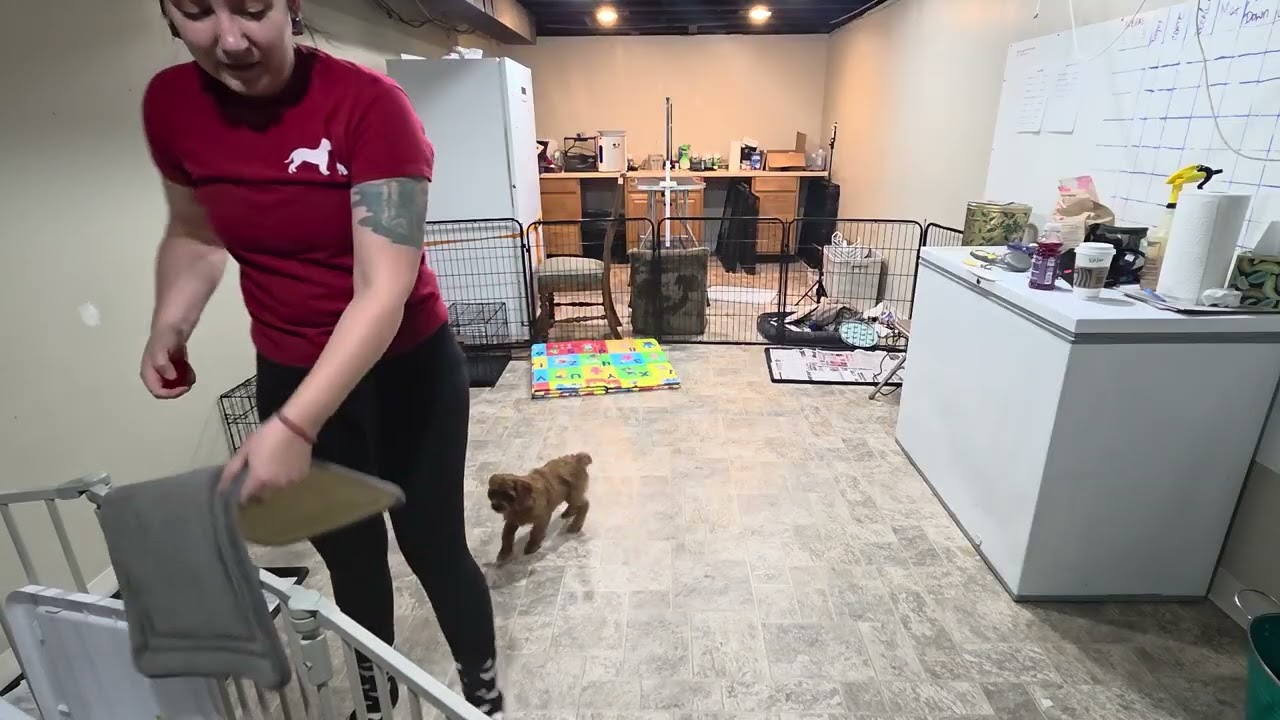 Premier Pup Lulu Wk 3 Recap