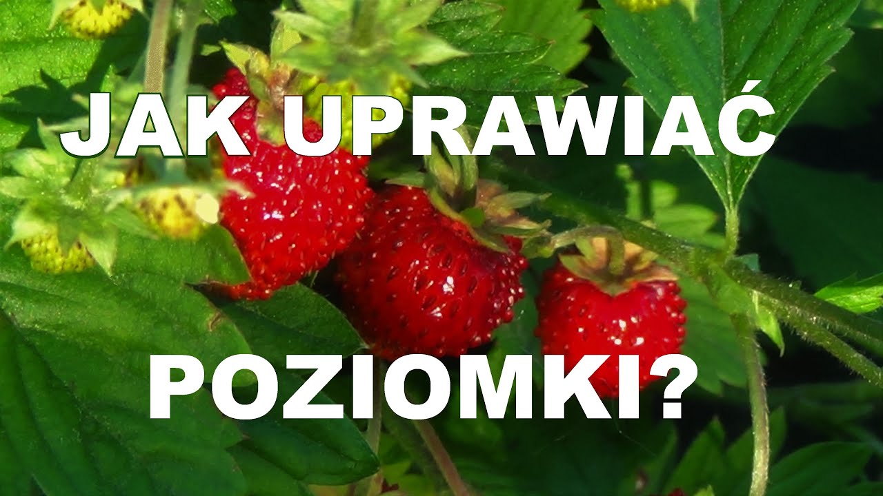КЛУБНИЧНАЯ КУЛЬТУРА - от посева семян до сбора урожая фруктов