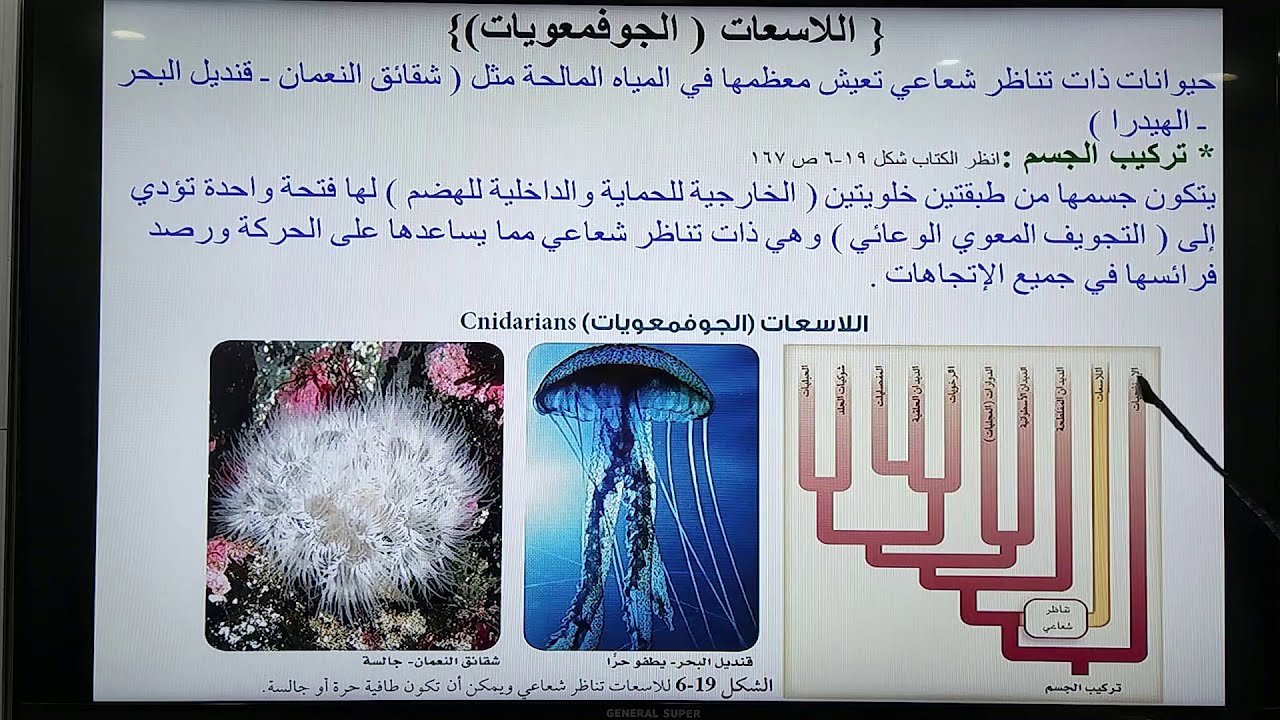 الاسفنجيات واللاسعات الجزء الثاني