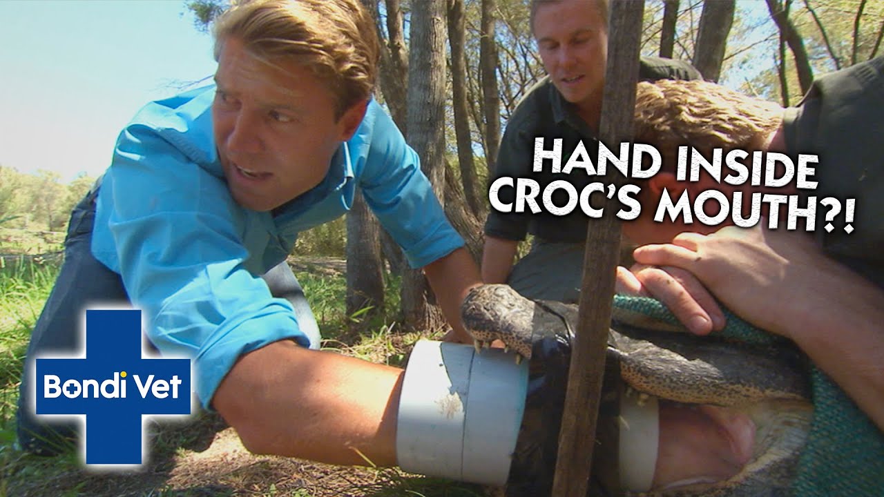 Bondi Vet vs Crocs & Gators! 🐊 | Compilation | Bondi Vet