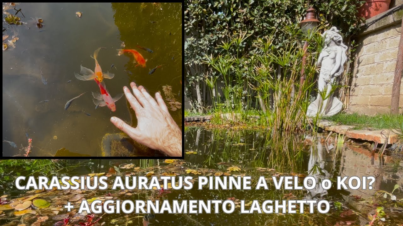 ALTERNATIVA ALLA CARPA KOI