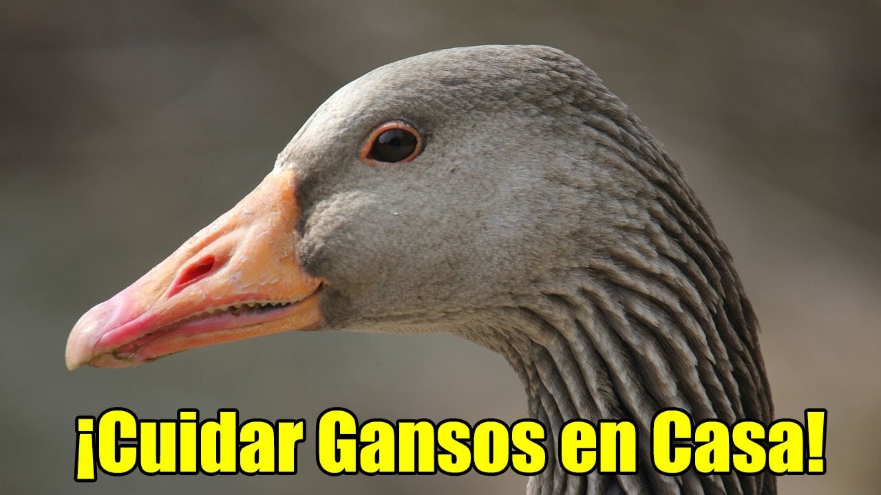 Como cuidar GANSOS en Casa: Los Secretos Para Criar Gansos Felices En Casa!