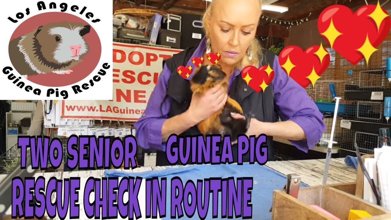 Senior Guinea Pig Surrender March 2019