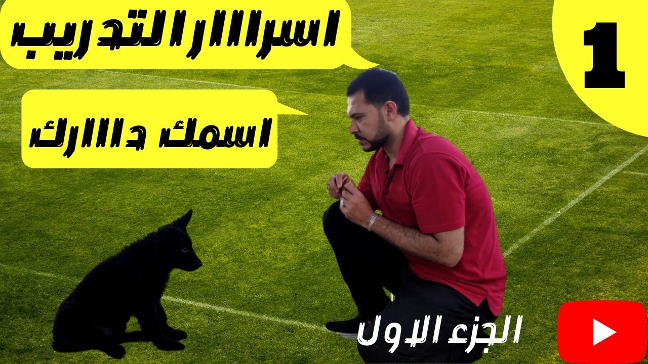تعليم الكلب علي اسمه  دارك / تدريب الكلب علي اسمه مع كابتن شريف شحاته