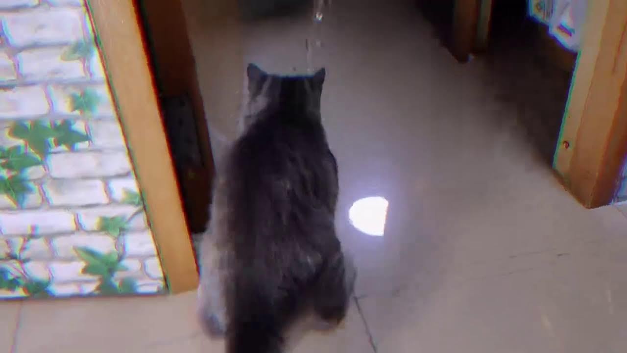 猫が喜ぶ映像：🥰素晴らしいクリップはすべてメンバーチャンネルにあります👇🏻🥰いつも動画楽しく観てます 🐈🐈‍⬛可愛い猫ちゃんに毎日癒されてます🙏🏻