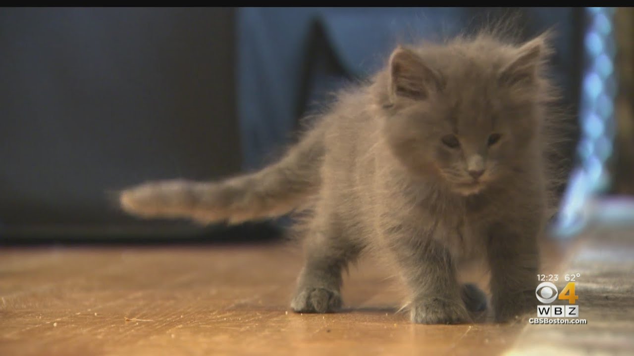 Odd Cat Sanctuary saving cats with disabilities for adoption