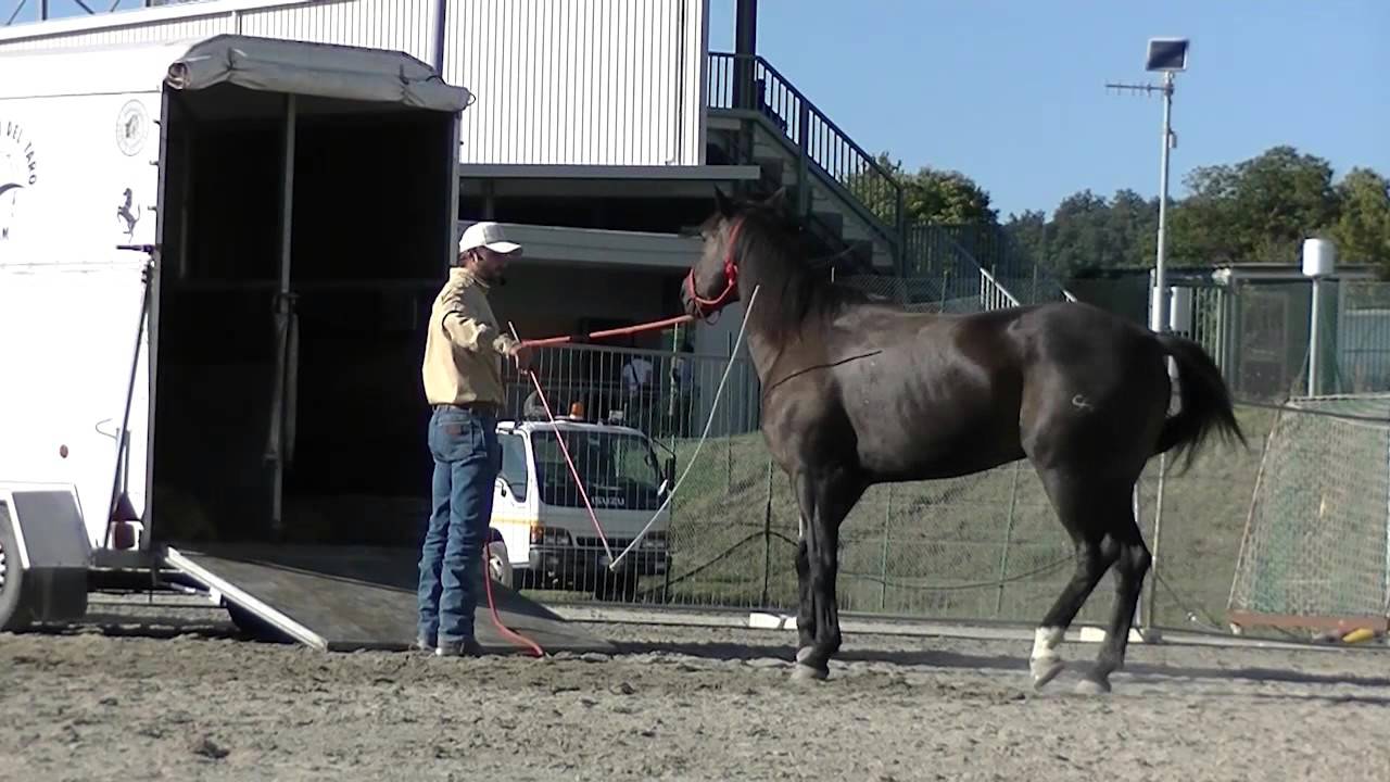 Il cavallo e il trailer